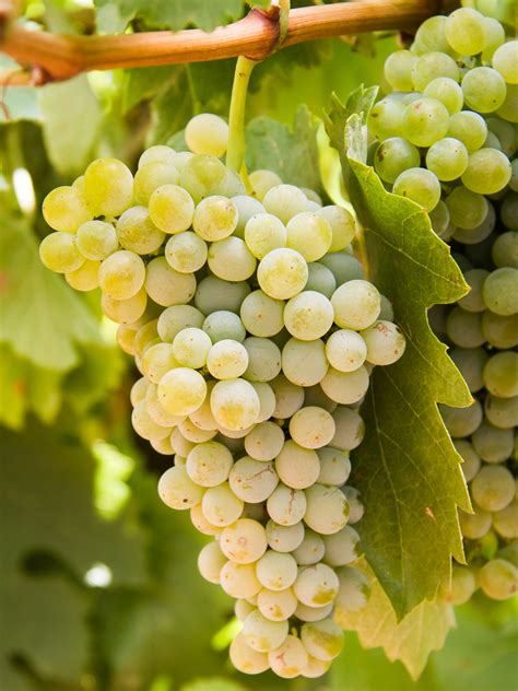 Fiano (grape) .